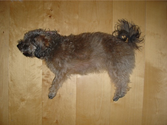 Loading Image
